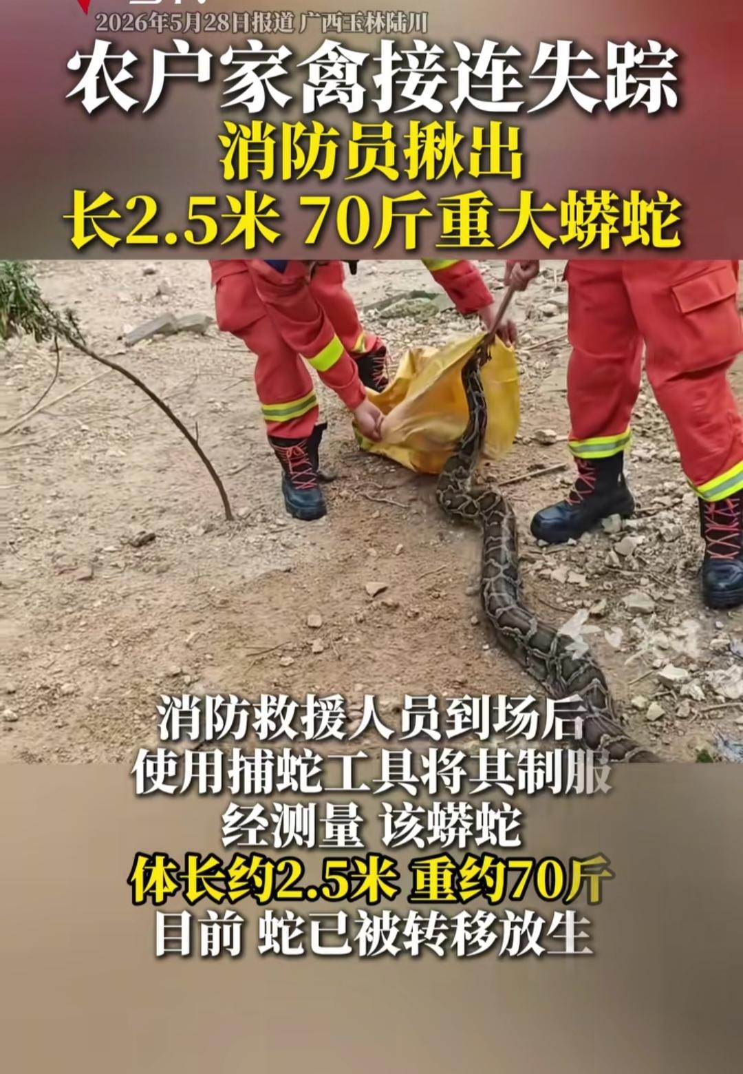 广西一农户家里家禽在几天时间里，连续失踪，起初还以为是遭遇了小偷，在经过一番仔细