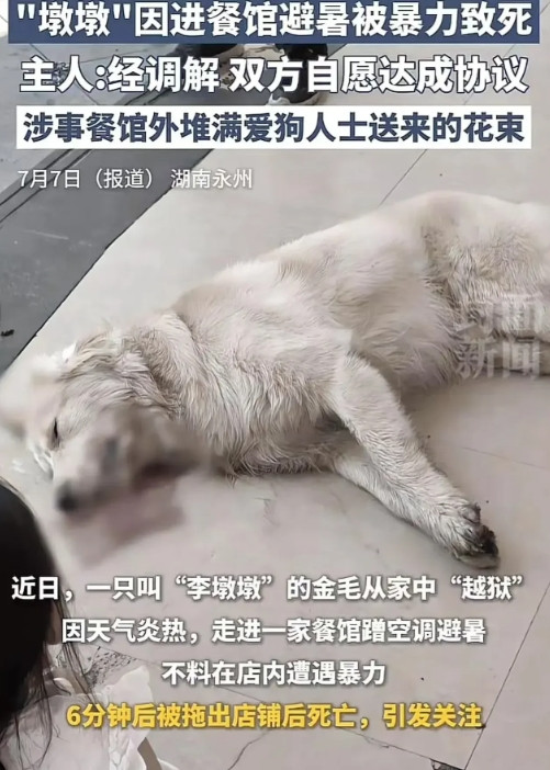 这场“宠物闹剧”，令无数人心中一紧，也让我们再度直面一个被忽视的社会难题：宠物权
