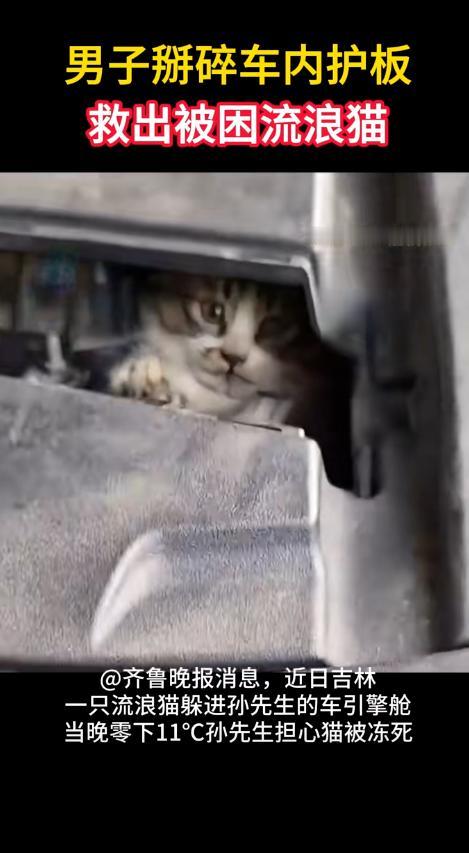 “遇到好心人了！”吉林，一男子开车时听到车上有猫叫，打开引擎盖后发现一只小猫在车