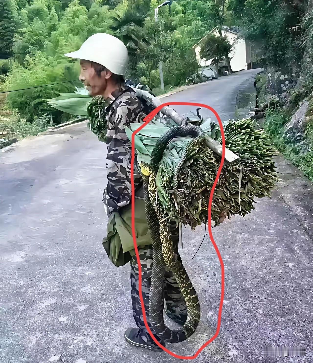 大爷永远是大爷，这胆子不是一般的大呀！粽叶上盘着条花蛇，就这么挑着走，换我早