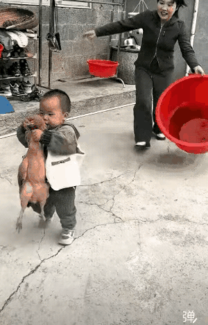 这一幕真的太神奇又太暖心了！本来以为小鸡真的没了，妈妈只是抱着试试的心态，把