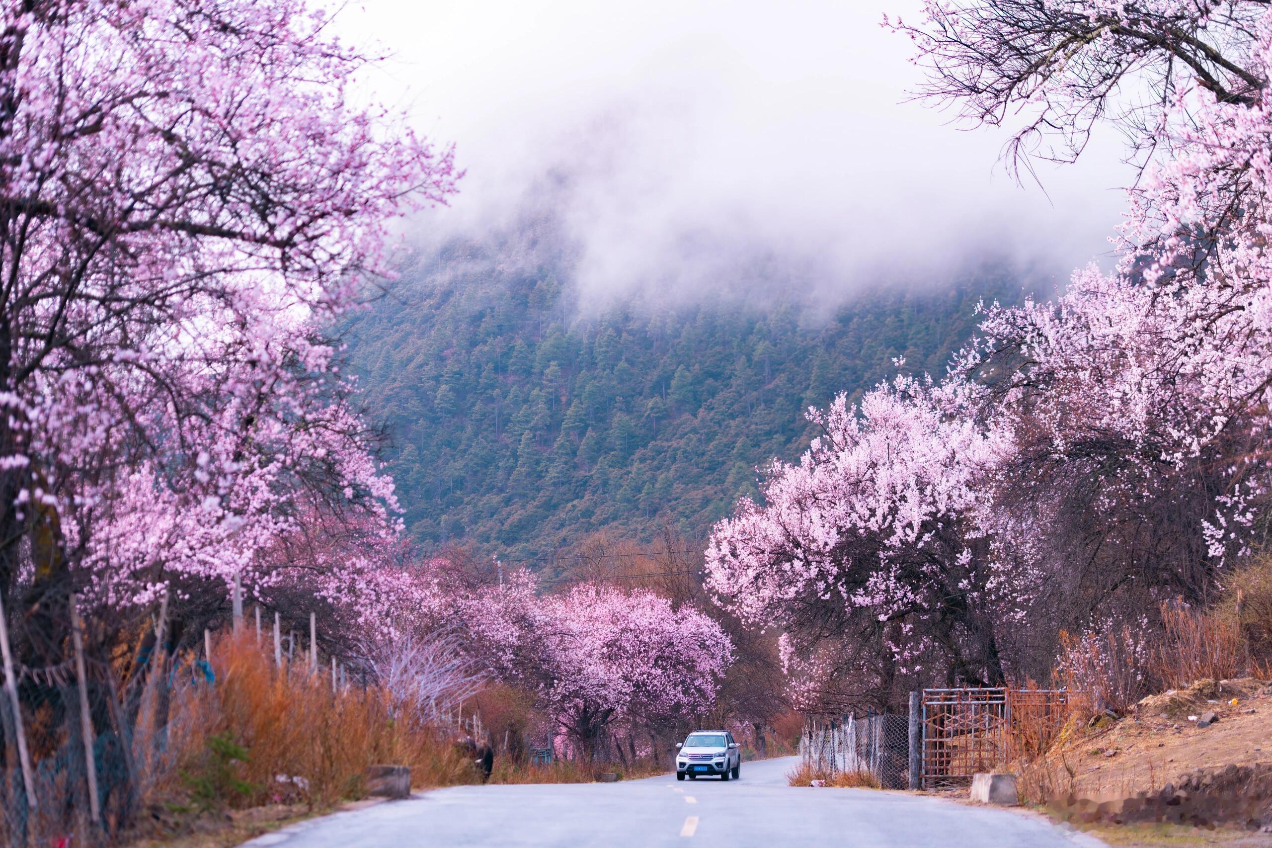 妻子的浪漫旅行林芝的桃花开了，多久再来西藏旅行哇🤩？【💞携手所爱之人，穿越