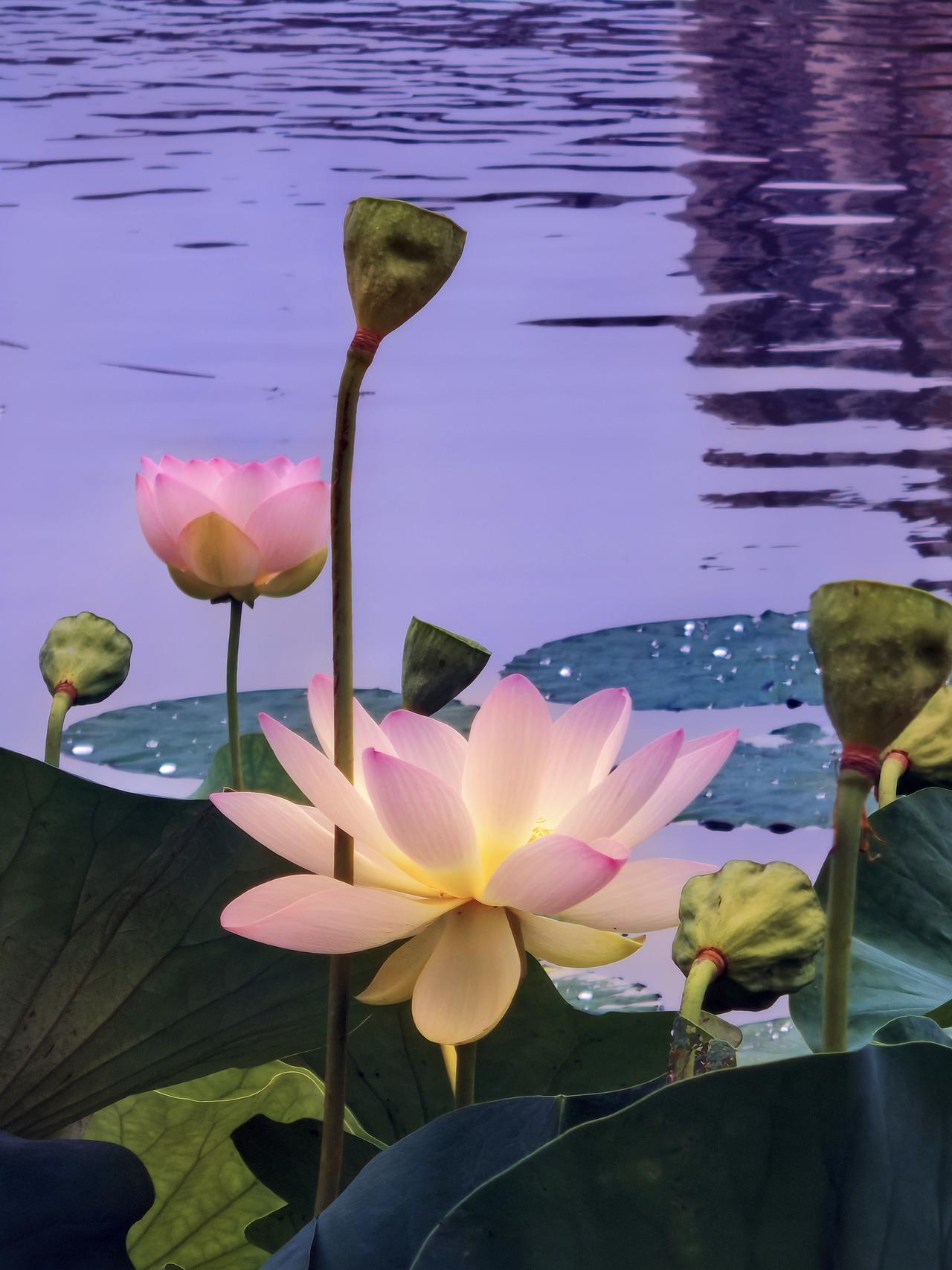 粉嫩荷塘，静谧如画，莲花盛开，美不胜收。