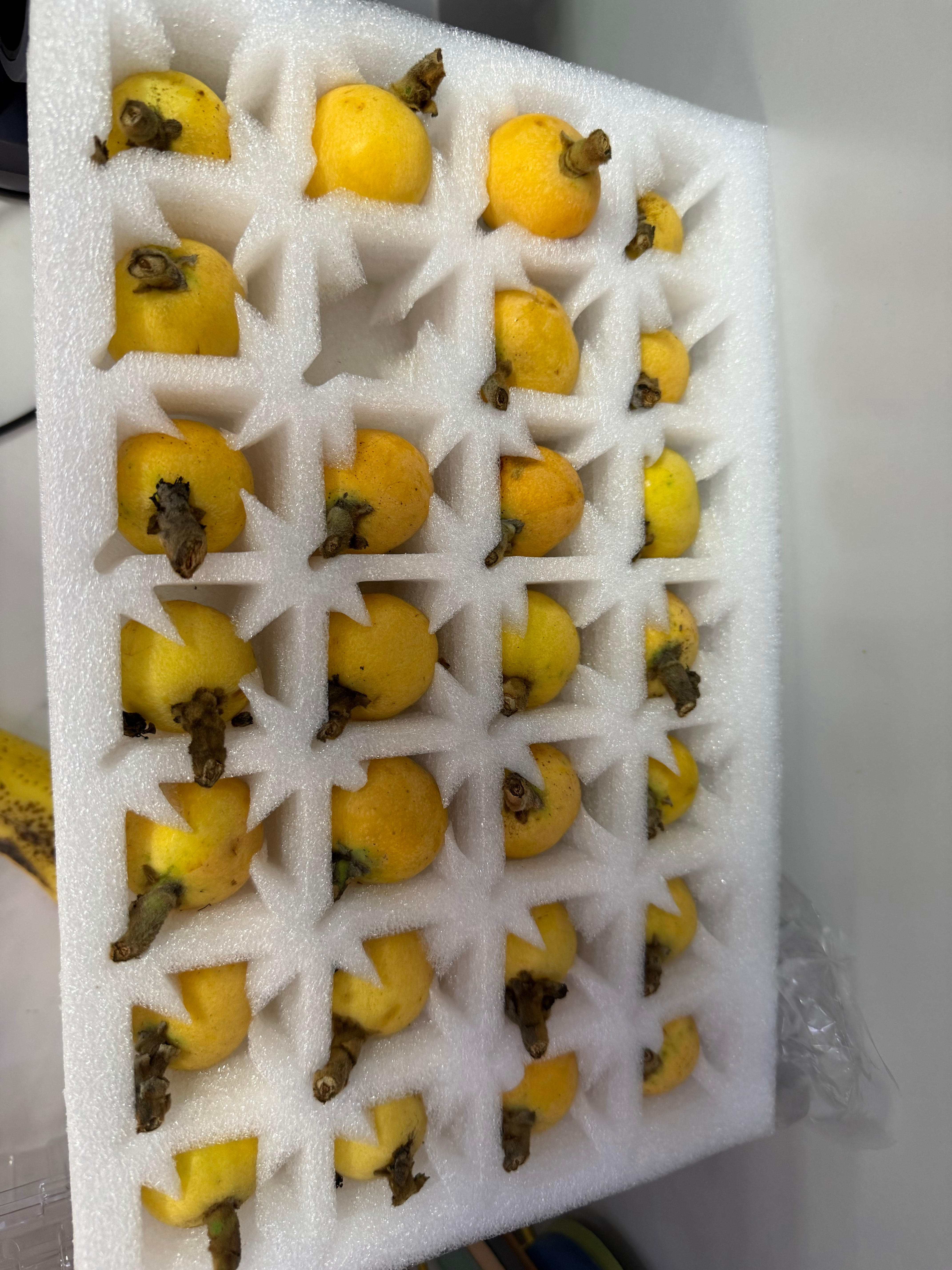 感谢至简动力的枇杷，苏州东山核心产区这季节送客户水果都是杨梅和枇杷，今年杨梅肯定