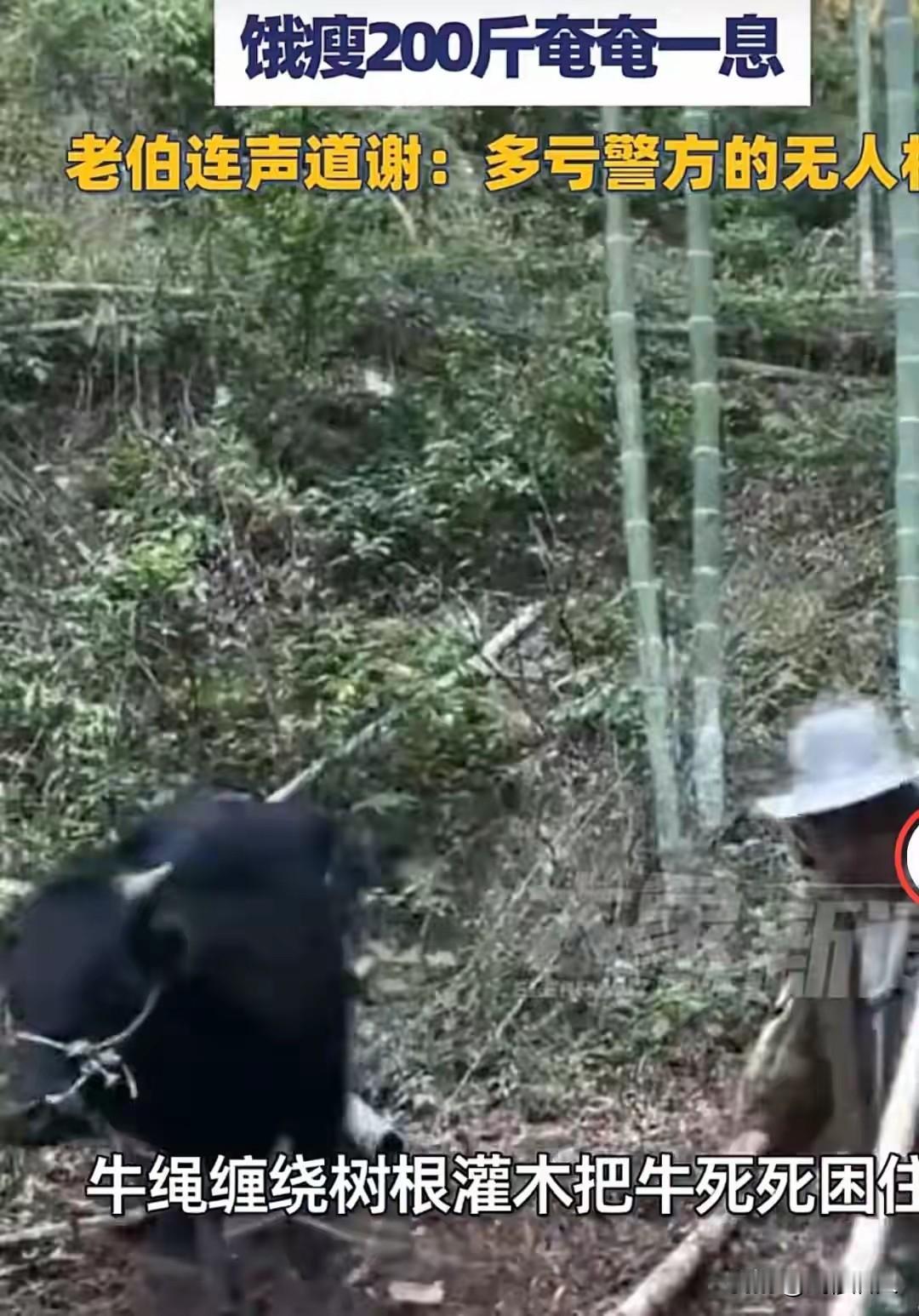 杭州一牛被困深山20天，暴瘦200斤奇迹生还！民警3小时搜救，暖哭无数人养了