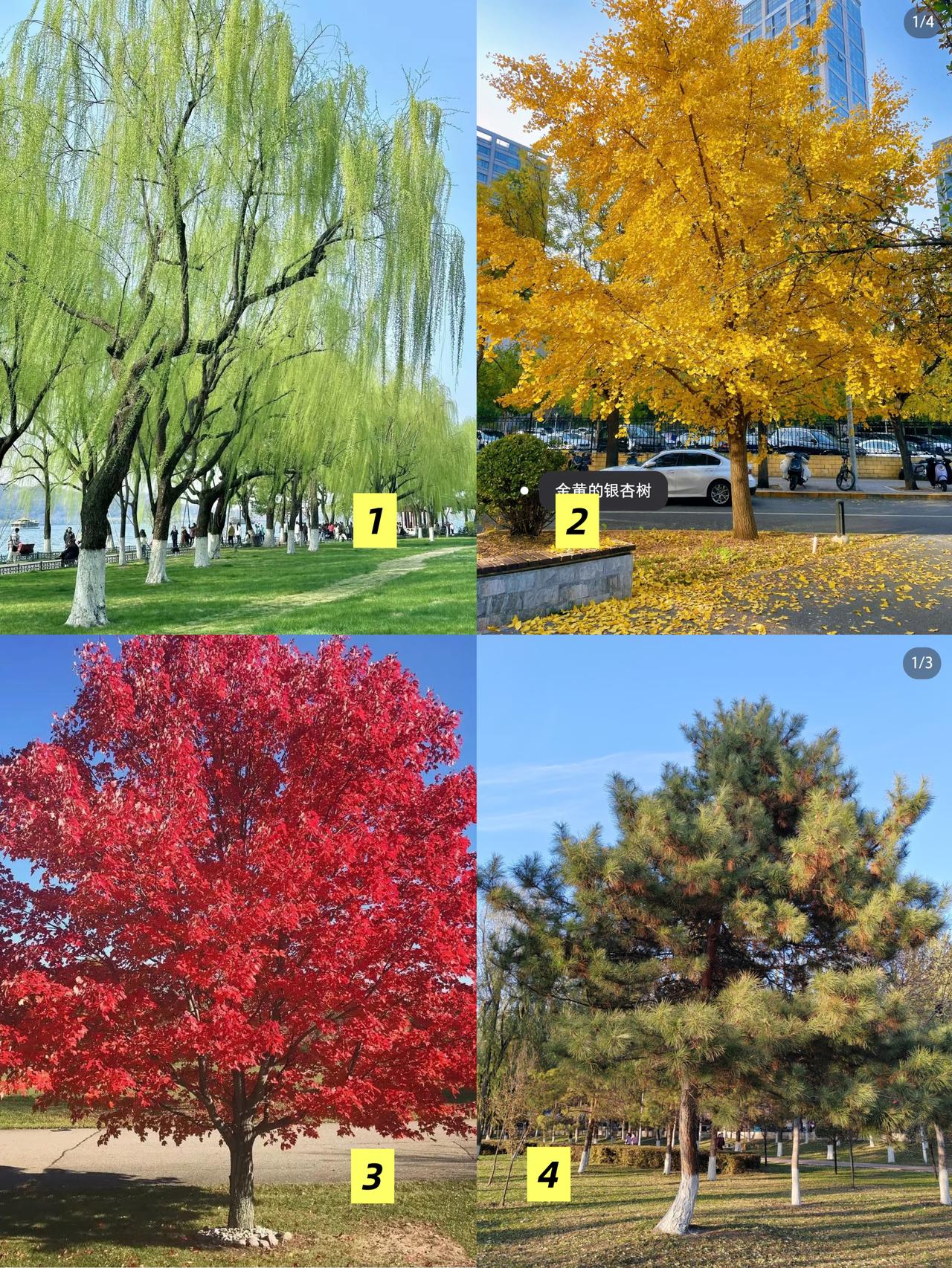 晚年能否遇大财横财？不如选一棵心仪的时来运转大树，悟透生活的真谛！人这一生，本就