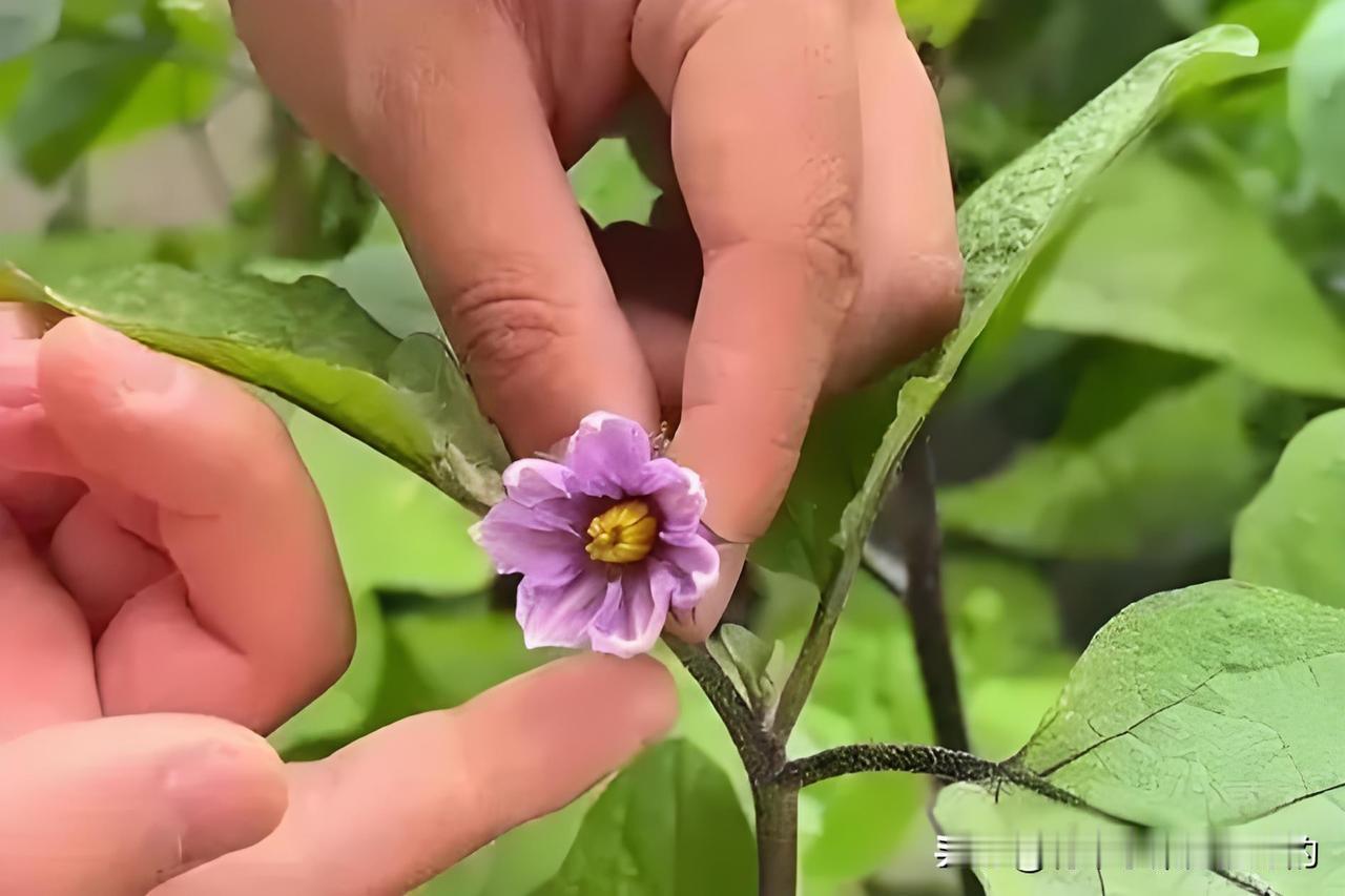 茄子整枝打杈超简单，新手一看就会种茄子想要结得多、长得壮，整枝打杈一定要做