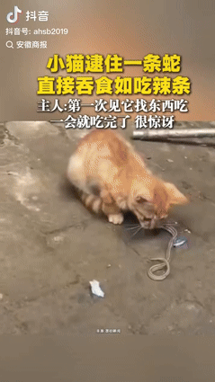 “胆子真大！”9月13日，河北邢台，一男子看到孩子在外捡来的流浪猫在吃东西后，就