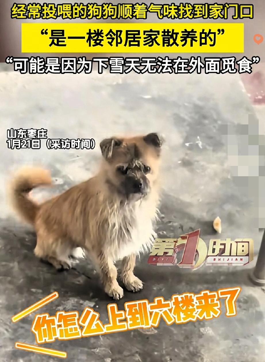 谁能想到，一只被散养的小狗，会在大雪天凭着嗅觉爬上六楼，找到常喂它的好心人！