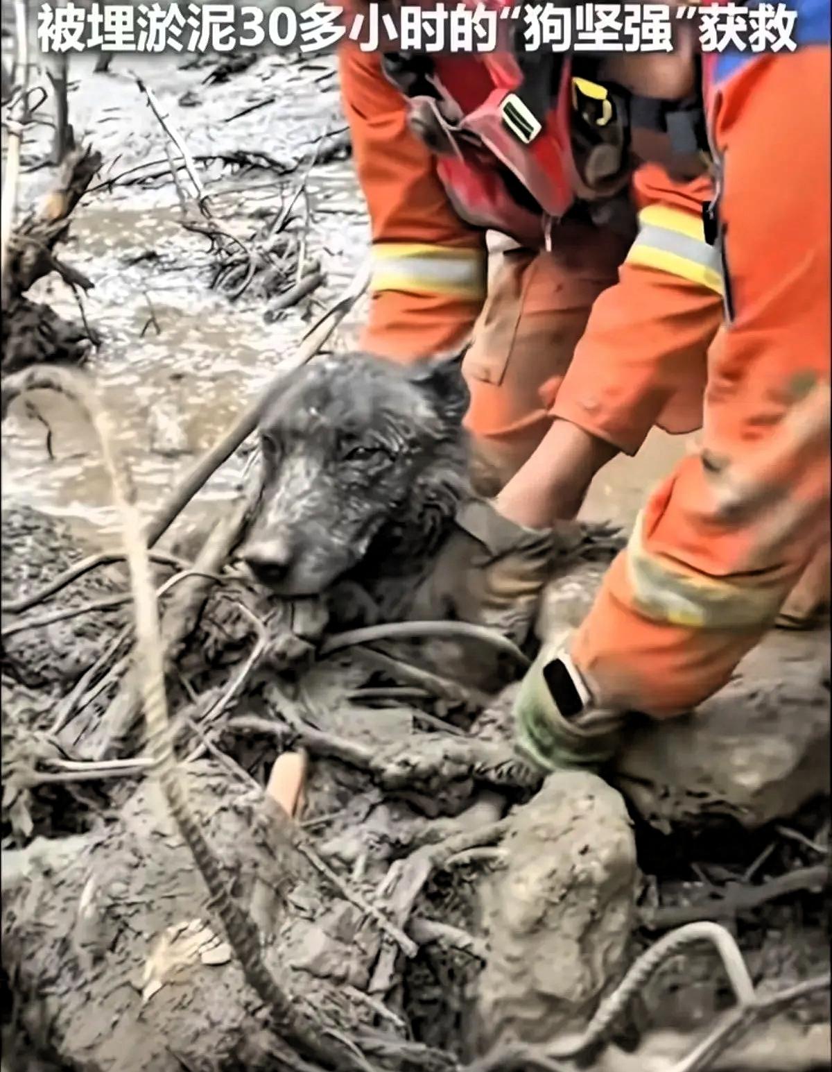 你敢信？在泥石流里死死埋了30个小时，换作人都得绝望，可这小家伙硬是挺过来了！