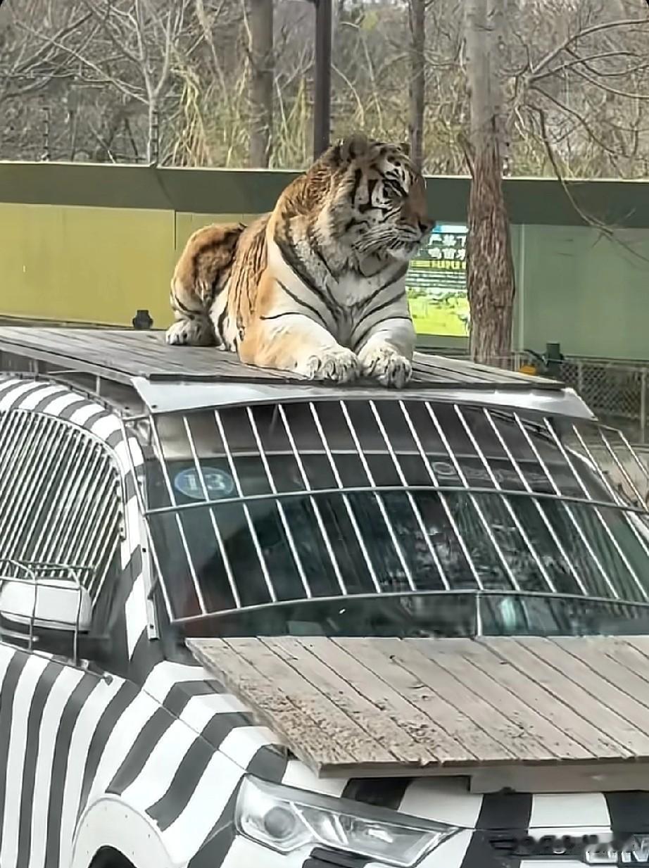 这只老虎坐在了车的上面，非常的安静，看这台车，保护设施还是比较全的，里面应该有游
