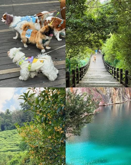 周末48h离沪计划(78/100)苏州树山徒步秋天想去山里转转但不想爬山的小伙