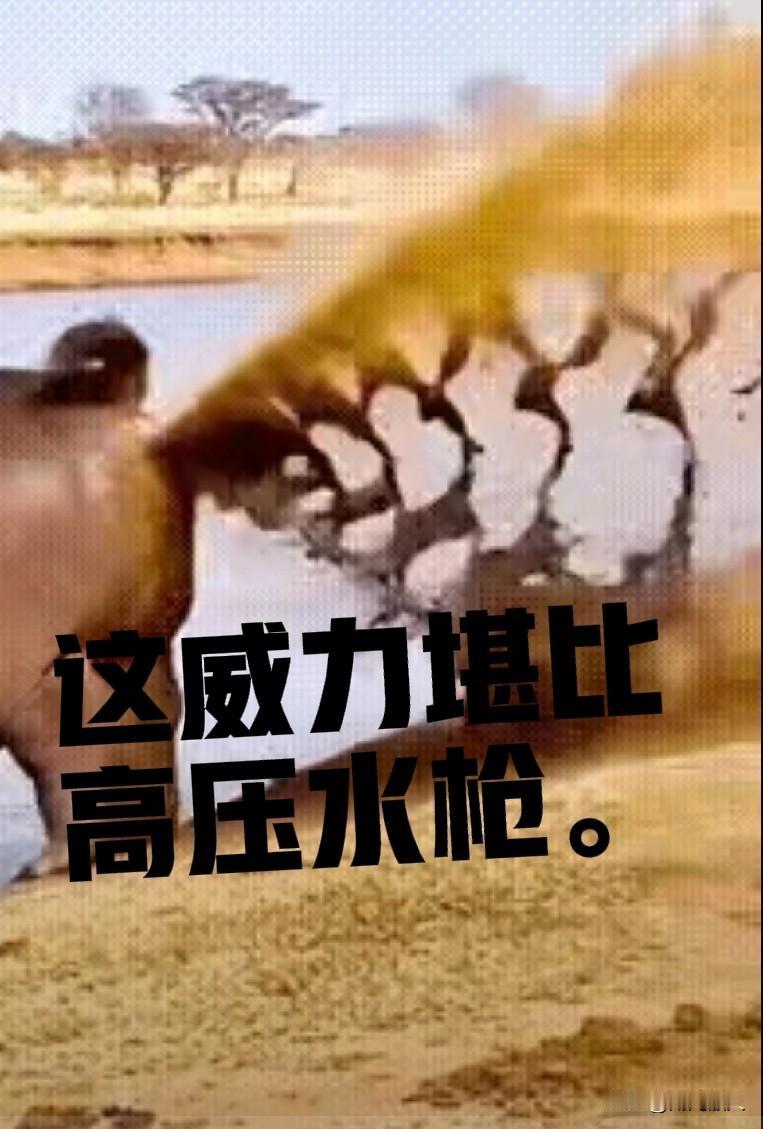 掏肛风险大呀。非洲草原上，一头壮硕的河马在湖边饮水，那一身的泛亮的马肉让鬣狗垂