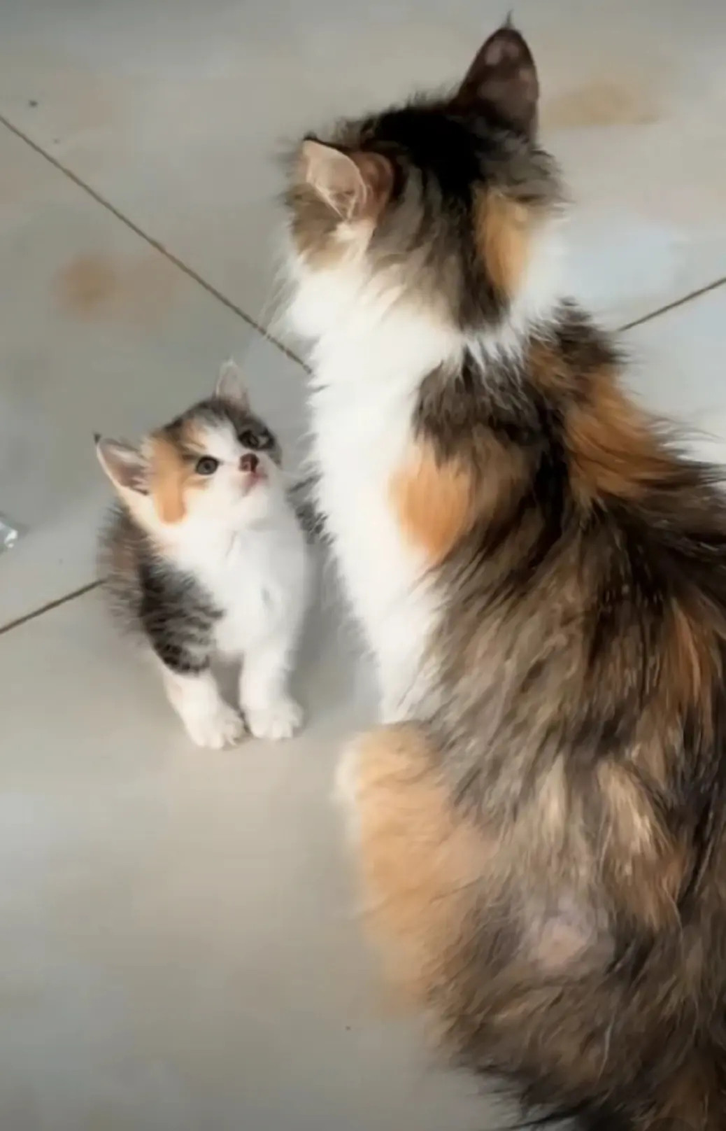 它一定很爱它的妈妈满眼都是猫妈妈的小三花！