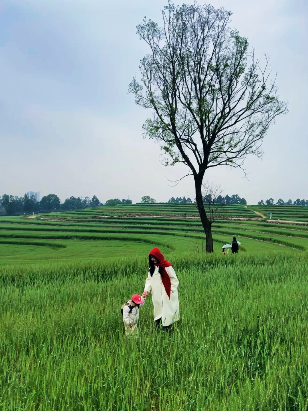 带父母和崽春游，成都的梯田麦浪也太好看啦