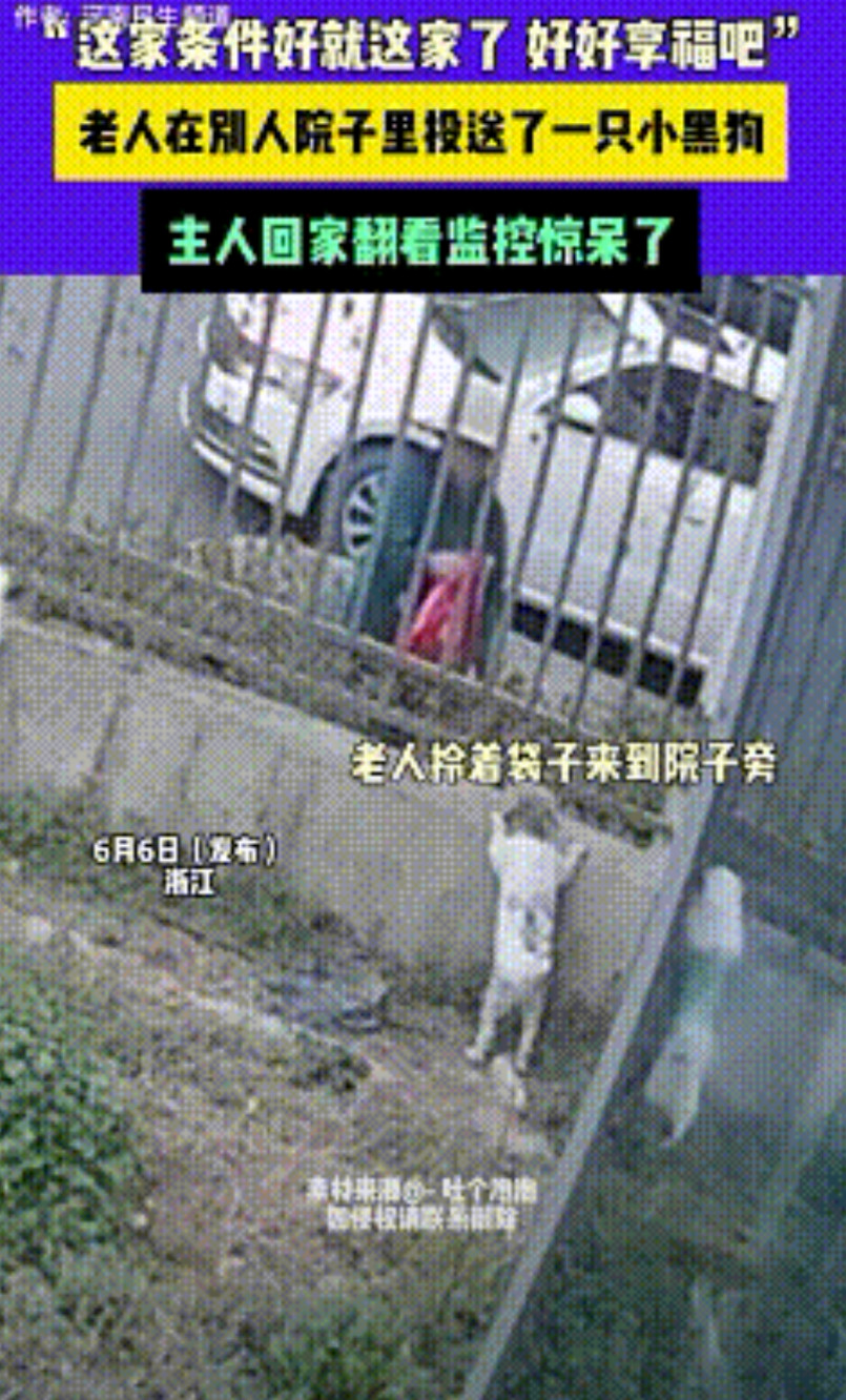 幸福来的太突然！浙江，一老人往别人家院中投送一只小黑狗，主人回家被院中一幕惊呆了