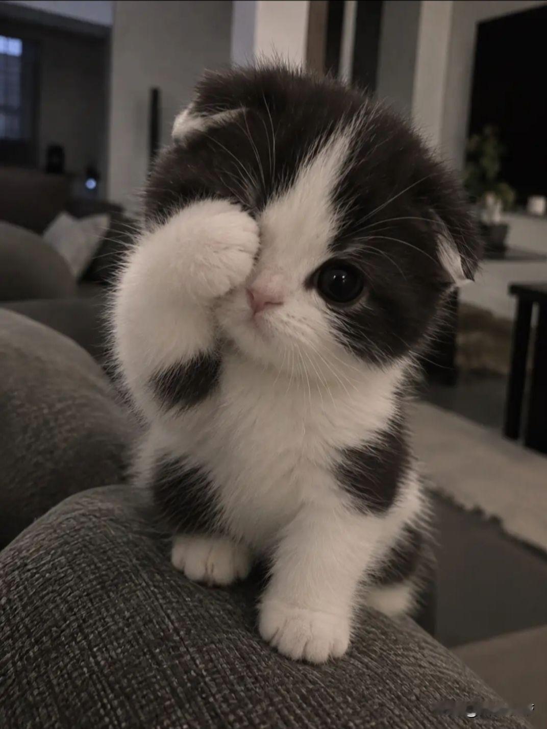 邻居发来这张小猫照片，问大家自家小猫可爱不。你瞧这只黑白小奶猫，一只小爪子抬起来
