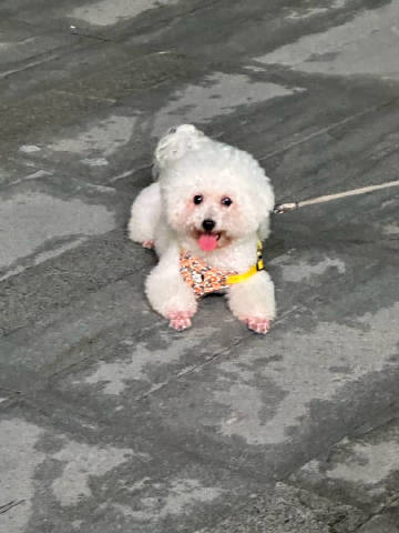 周末仍然滨寿司🍣<br />好可爱的小狗狗🐶他的主人说是边牧窜柯基...
