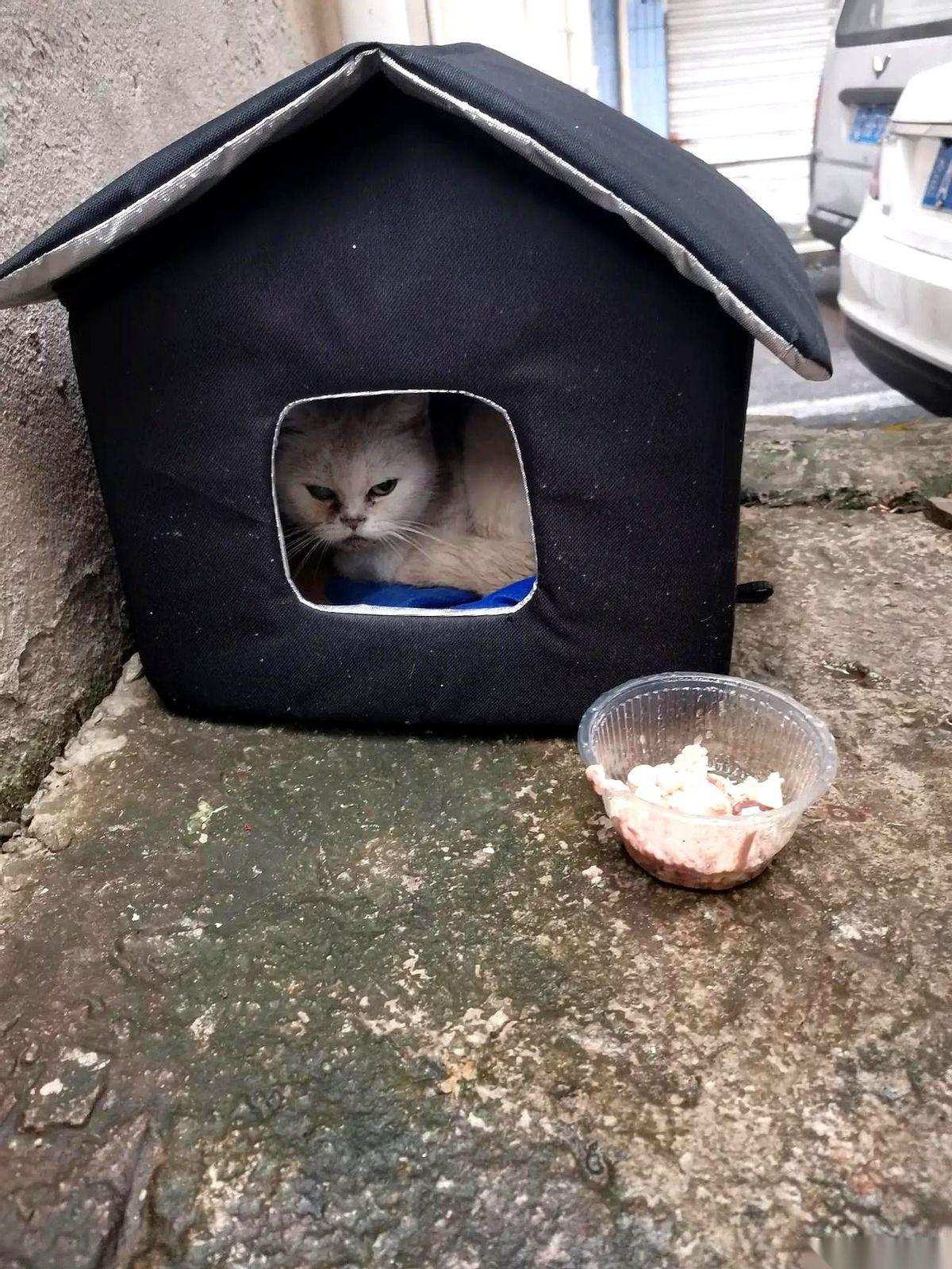 我感觉自己现在像个做贼的。真的。就因为给楼下那只病猫，塞了个挡风的破纸箱。