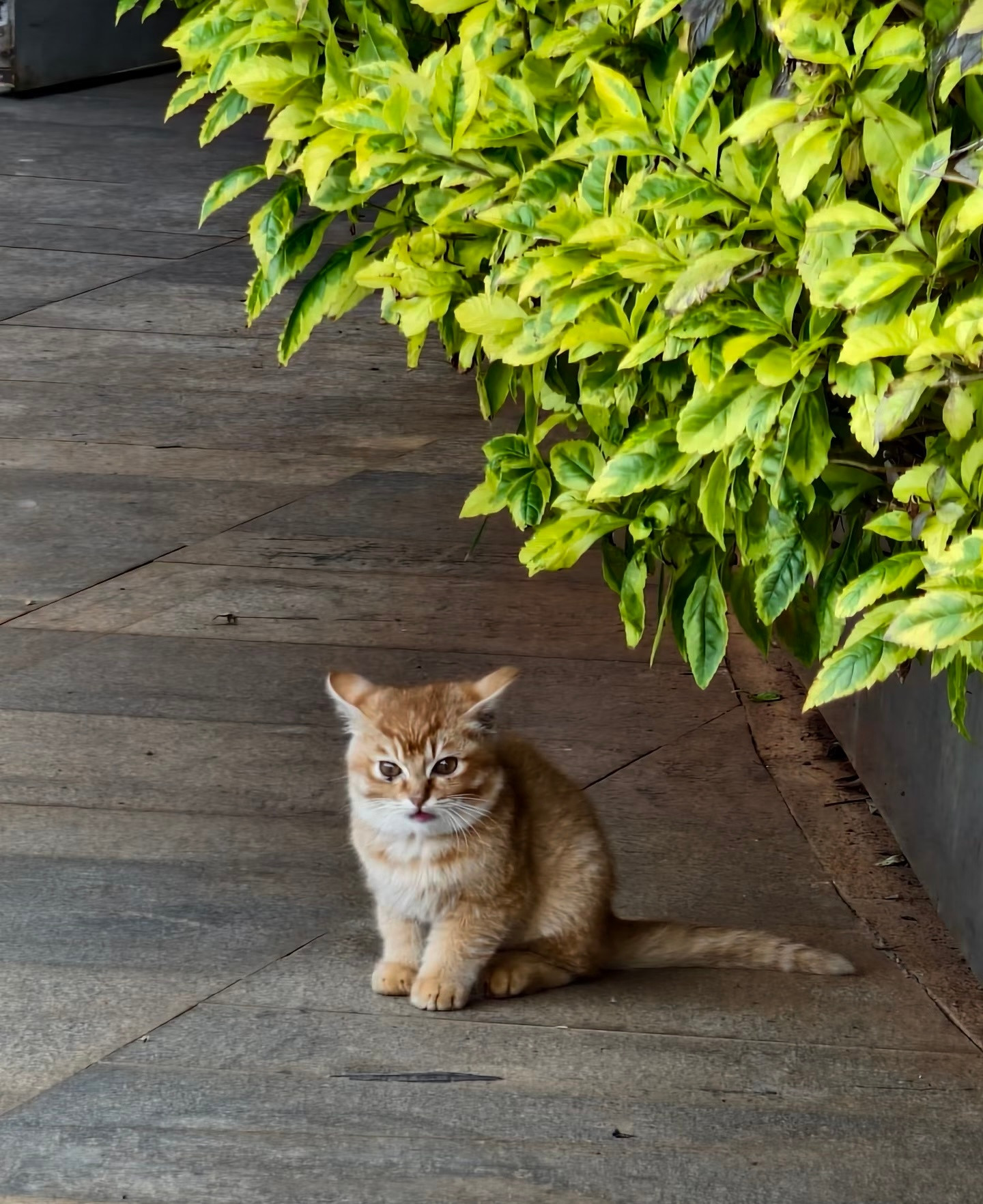 “能被小猫偷窥是什么感觉🐈”