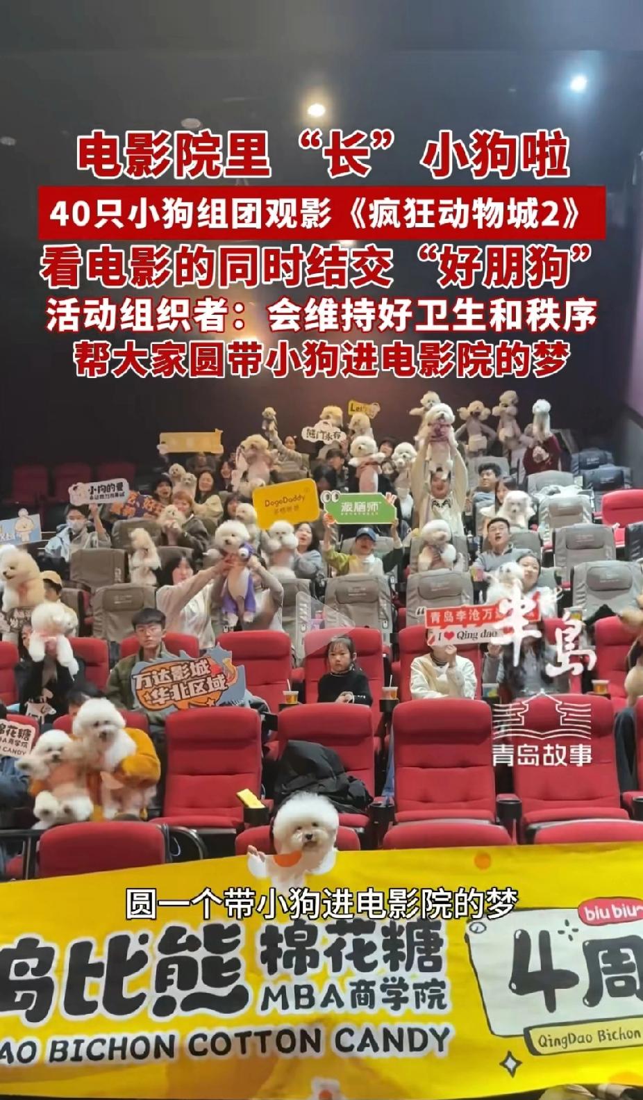 狗过上好日子了，还能进电影院了看电影了，这些狗爸狗妈们真够宠狗狗的，花钱花时间陪