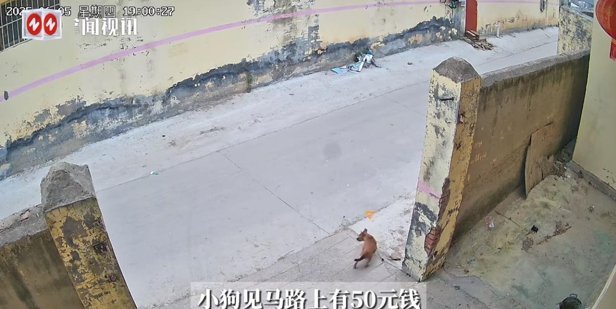 “万物皆有灵！”6月5日，浙江，一位居民家里养的小狗在家门口玩耍时，突然发现马路