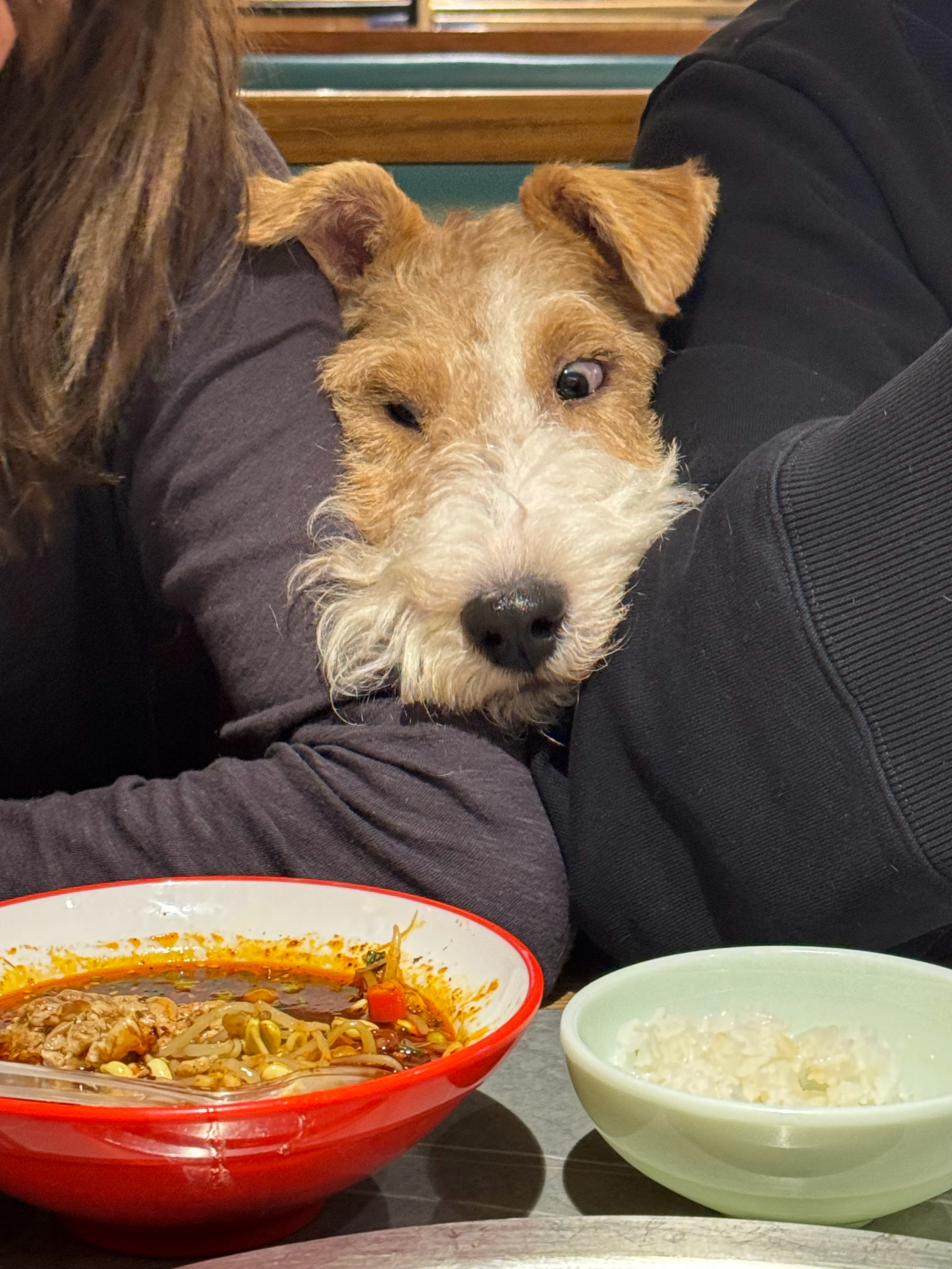 宠物消费市场可大了，董事长给丁丁买衣服都快上万了吧