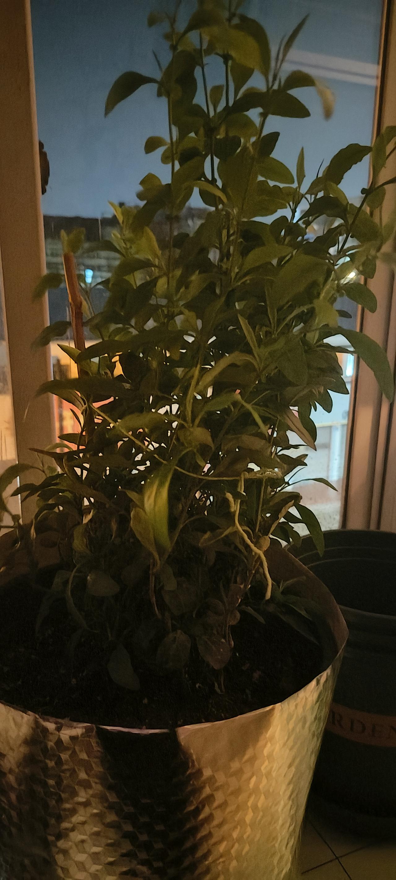 家人们，有谁知道的？我儿子花25元在网上给我买的一盆蓝雪花，长势喜人。因为是第一