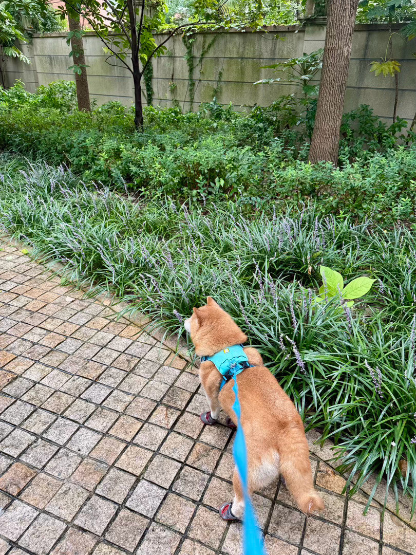 一早挺舒服的～随手拍萌宠的日常​​​