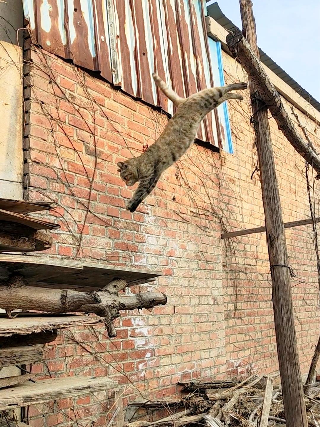 考验你的眼力，图中来找猫。今天去河边运动，回来的时候穿胡同。我的近视眼真