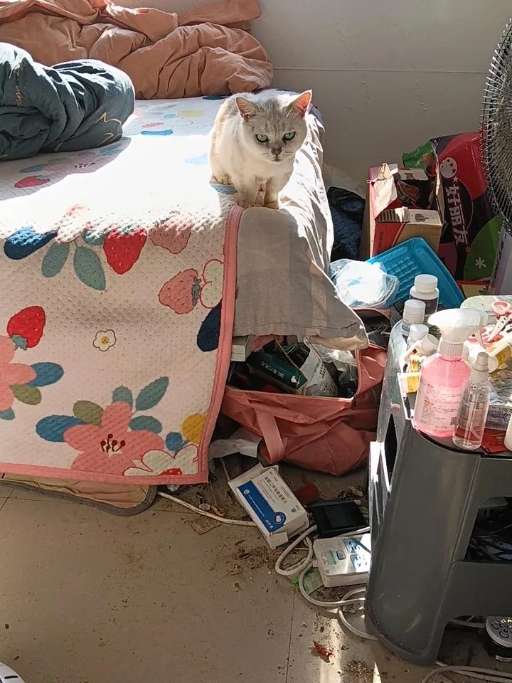 发一张你家猫咪照片