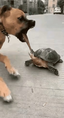 这个真没办法了狗子已经叫了半小时了乌龟就是不撒嘴怎么办[汗]