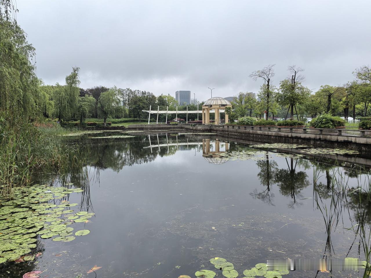 烟雨江南，雨中漫步。蔷薇花开，清新脱俗。一直想在绵绵春雨中，到苏州石湖的岸堤