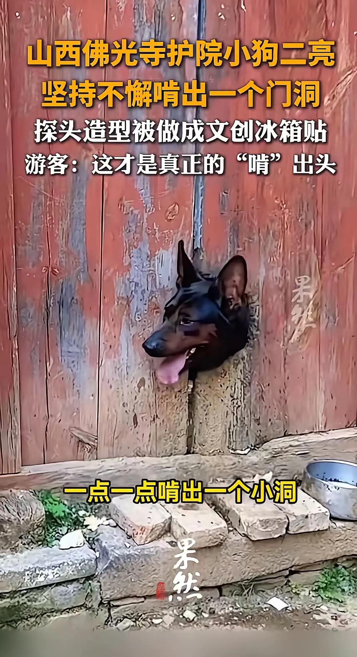 山西佛光寺护院小狗二亮，日复一日锲而不舍的在门板上啃出一个小洞，终于把头探了出来