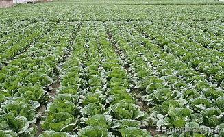 老家传来消息，村里几位种菜的大户今年算是撞上了大运。萝卜白菜，这些平日里最寻常不