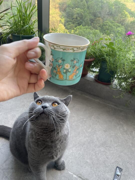 “人，给我喝一口”😛和小猫咪下午茶☕️