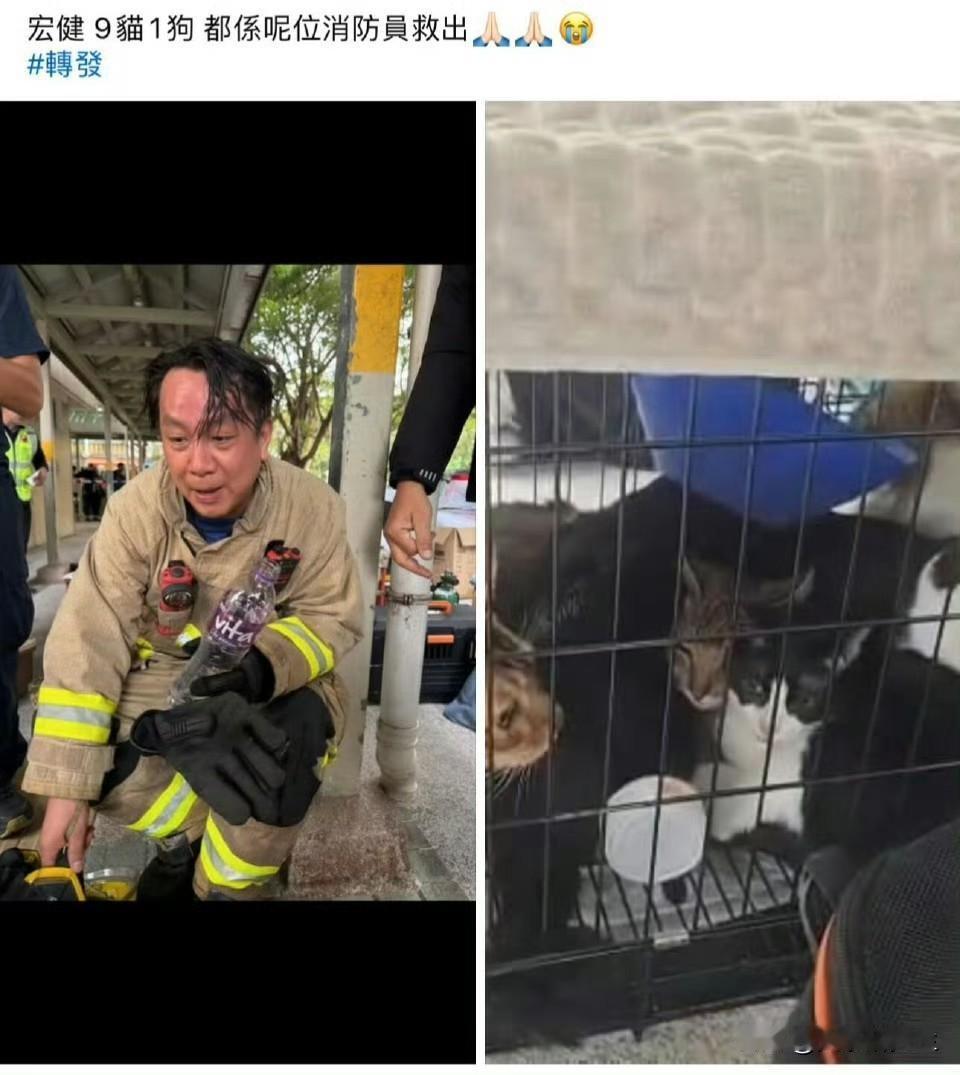 香港那场大火烧得人心疼，五十五个生命没了，废墟里却爬出了九只猫、一条狗，还有一