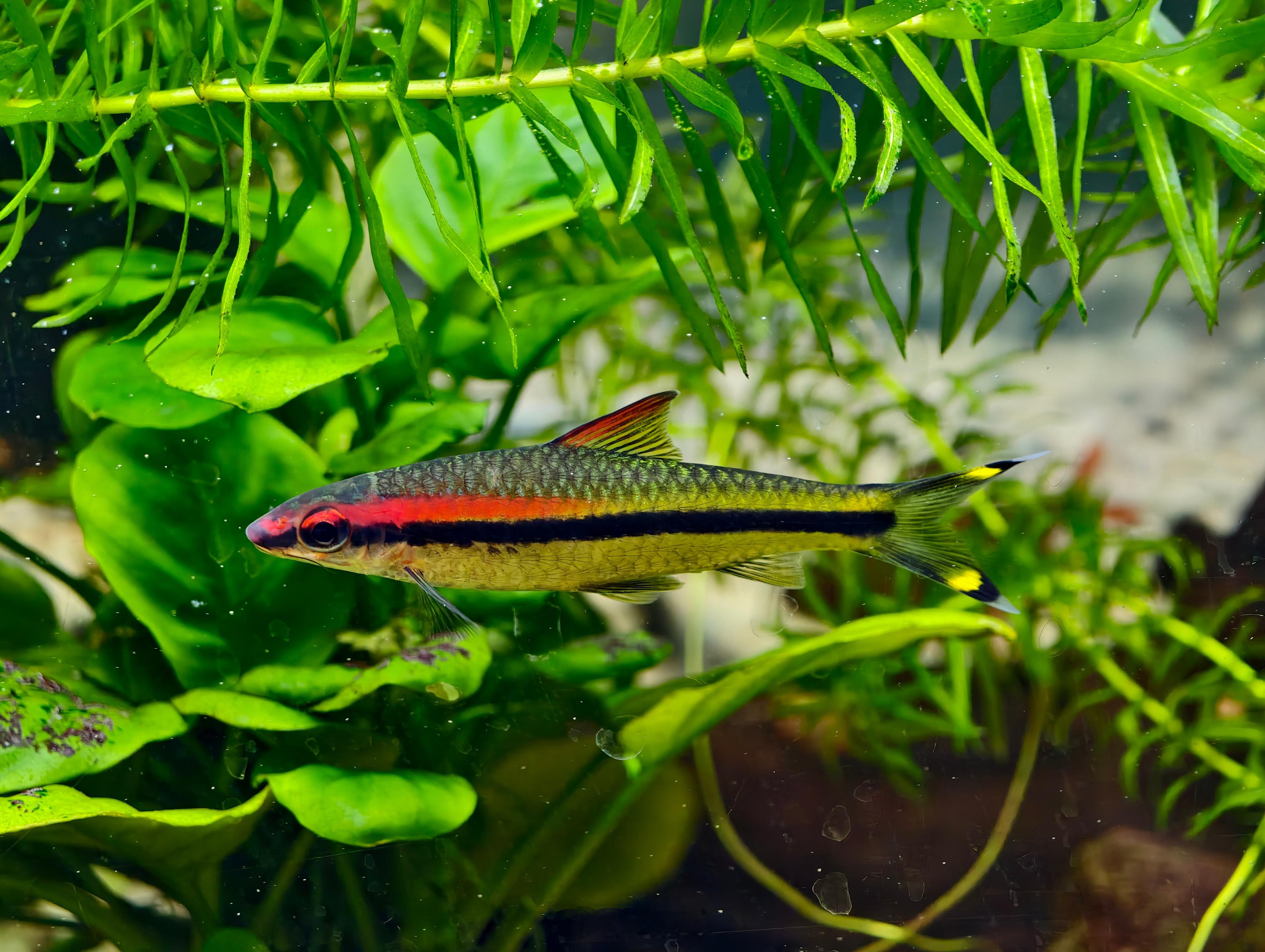 用X200Ultra微距拍出来的