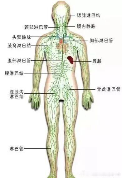 #体检##最会伪装的肿瘤##淋巴瘤的早期预警信号#淋巴瘤又被称为“会跑的肿瘤”，因为它可以发生在身体