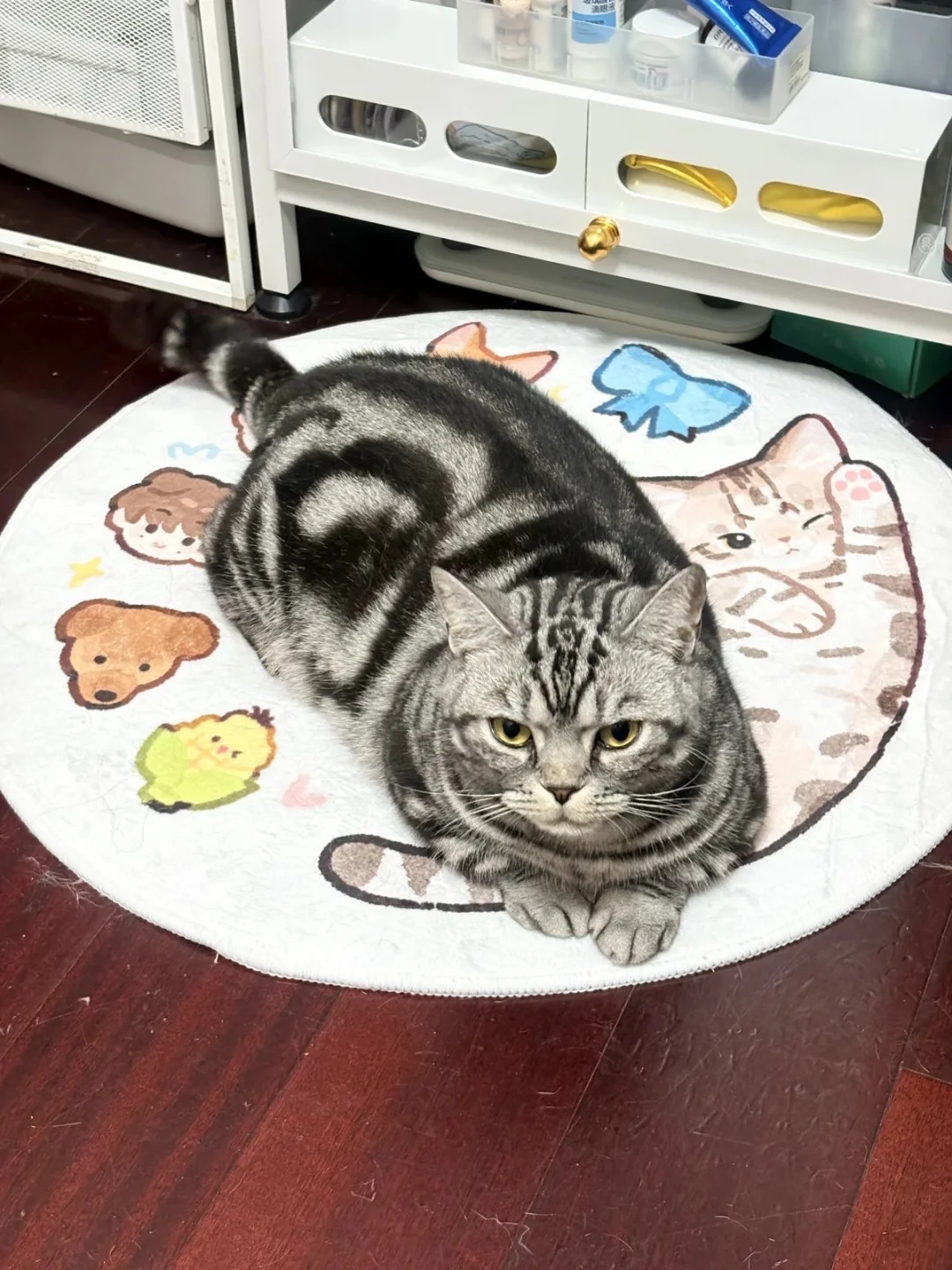 谁家小猫咪这么爱趴垫子呀～