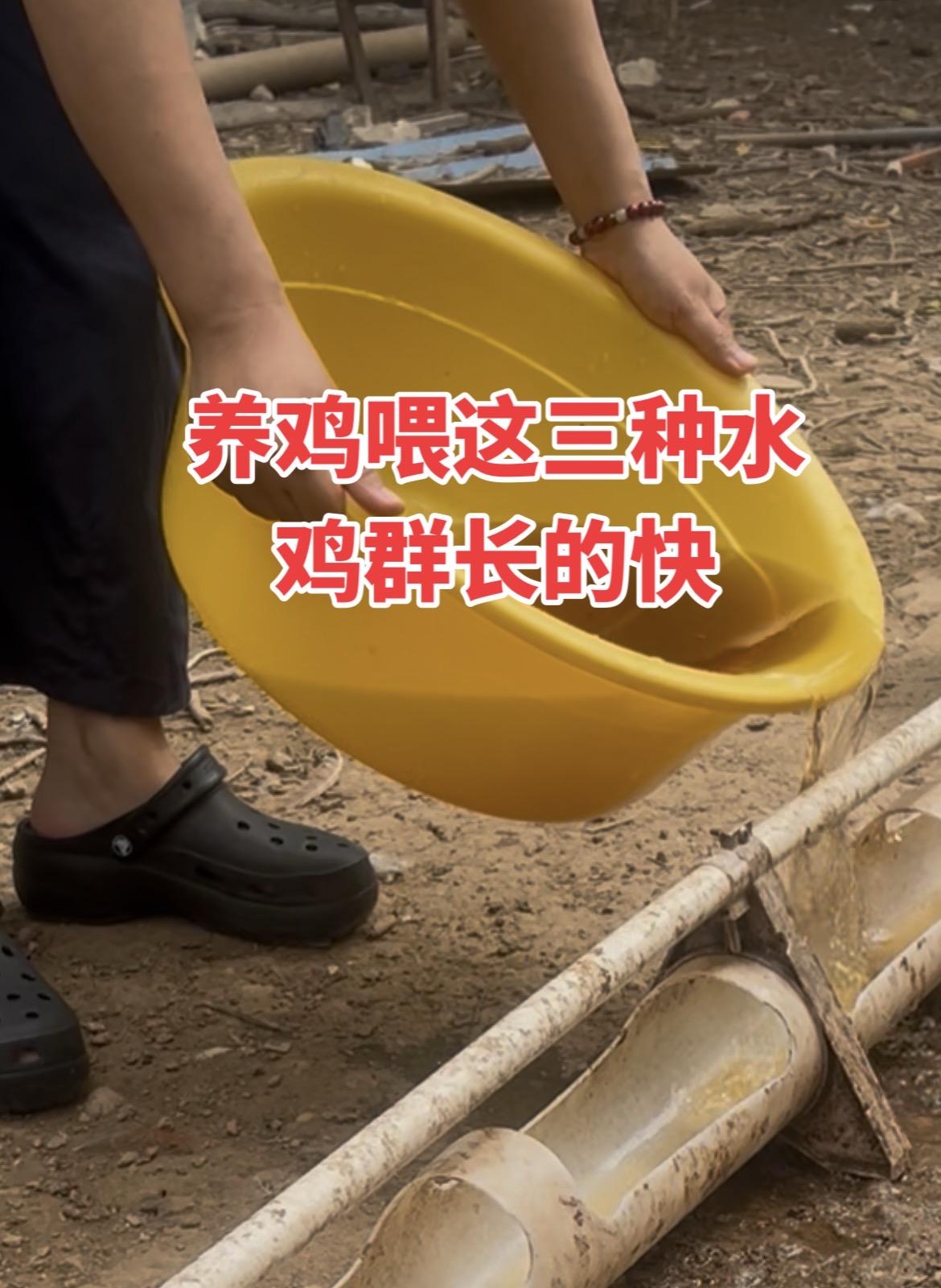 鸡鸭鹅养殖养鸡人生态散养土鸡农村散养土鸡三农