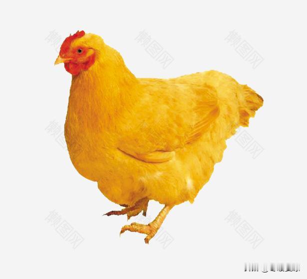 属鸡人成功的法宝，和什么密不可分属鸡的人天生自带锋芒聪明、敏锐、能吃苦不