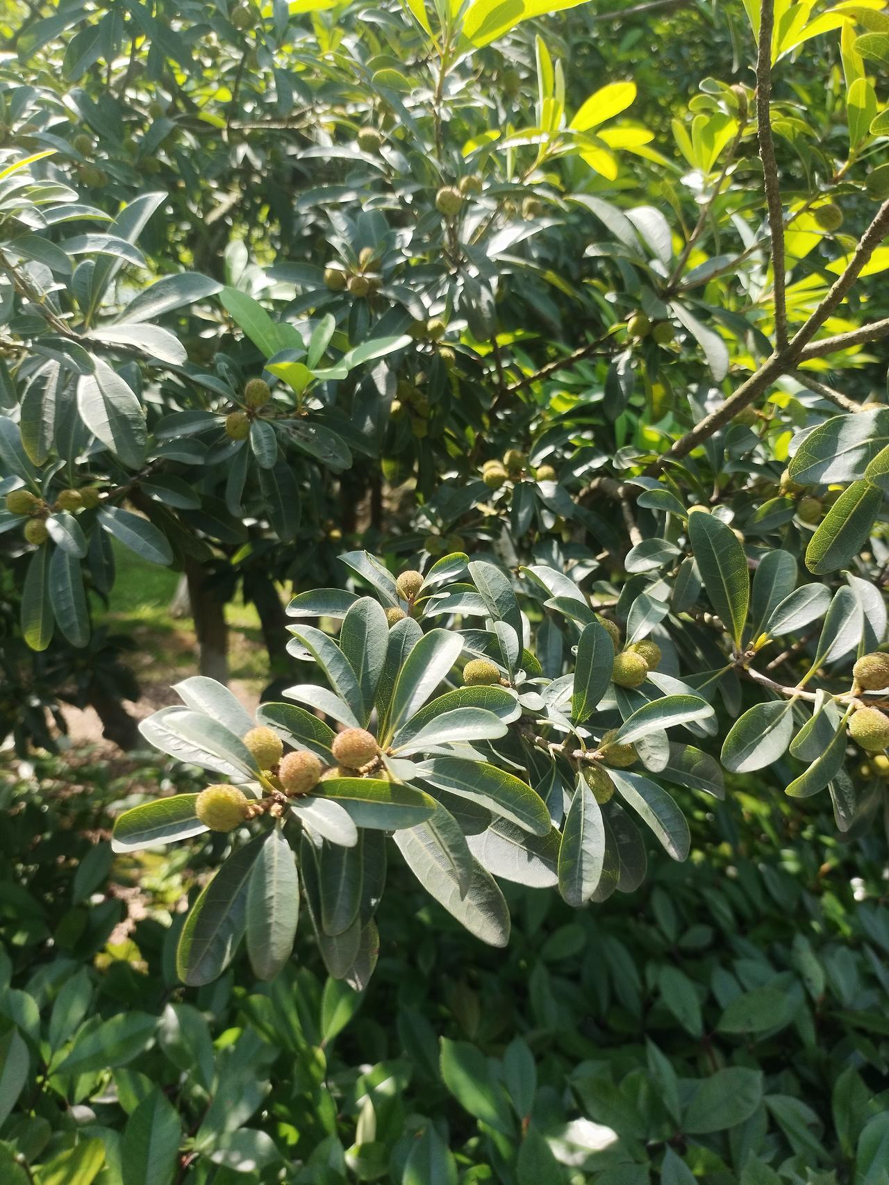 活了30年，第一次见长在果树上的杨梅，我算不算孤陋寡闻？从小到大习惯了饭来张口