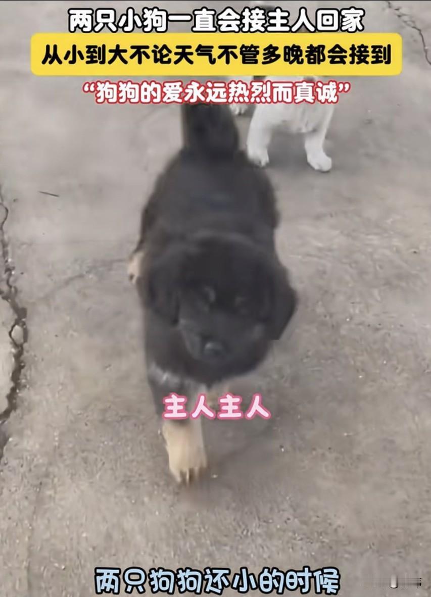 泪目了！一位小哥哥养了两只狗狗，在它们还很小的时候就知道在路口等待主人回来，它们