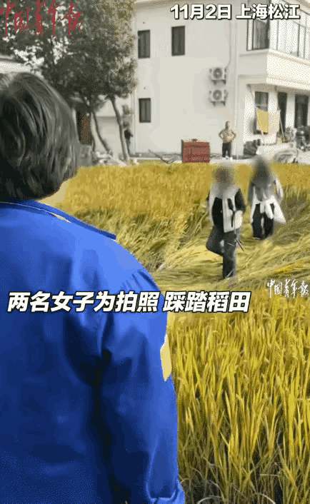 上海松江，两名女子出去游玩，看到一片黄澄澄的水稻就想用水稻做背景拍照留念。然而她