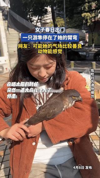 解释不清了，四川，一女子春日出门晒太阳时，突然，一只野生游隼从空中飞下，稳稳地停