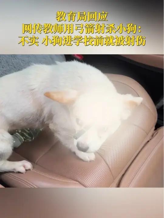 真相大白！小狗中箭事件反转，别再让老师背黑锅了！最近，一则“高中老师用弓箭射