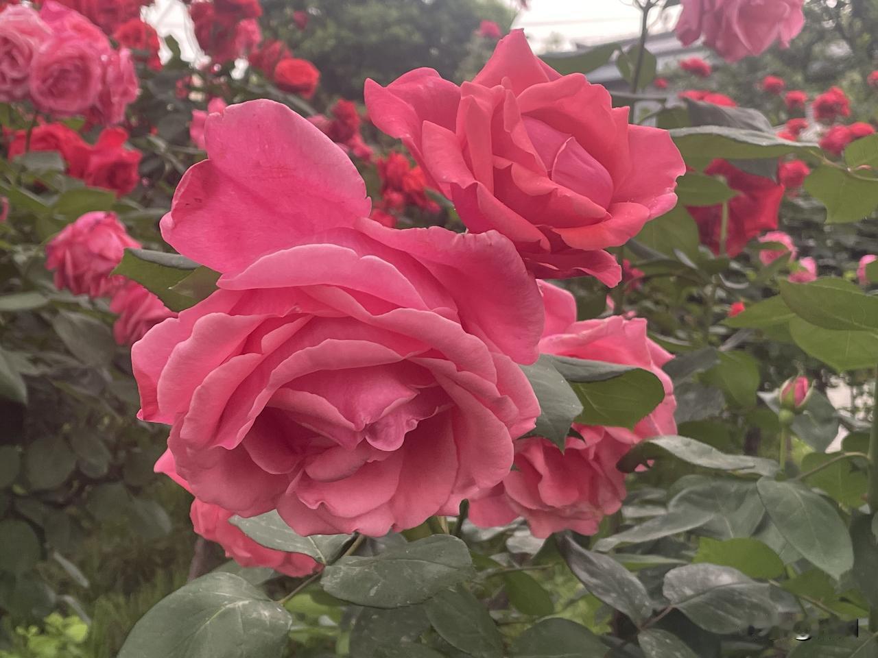 【七律•月季】春花扫净夏匆轮，月季应天守卉尊。花落花开无间断，春来春去总相匀