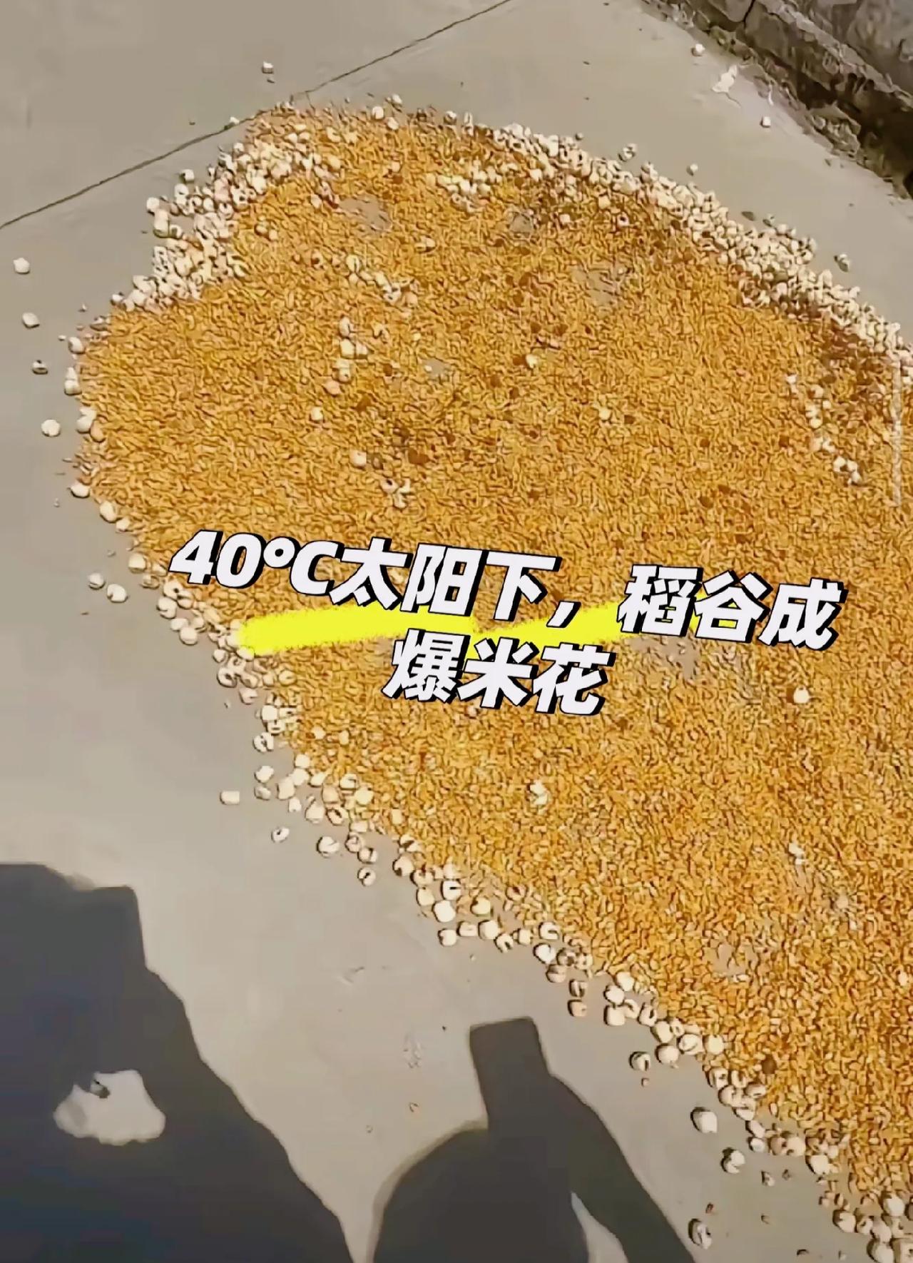 今年的高温到底有多厉害太搞笑了，在网上看到一张照片，今年夏天的天气热的地上的谷子