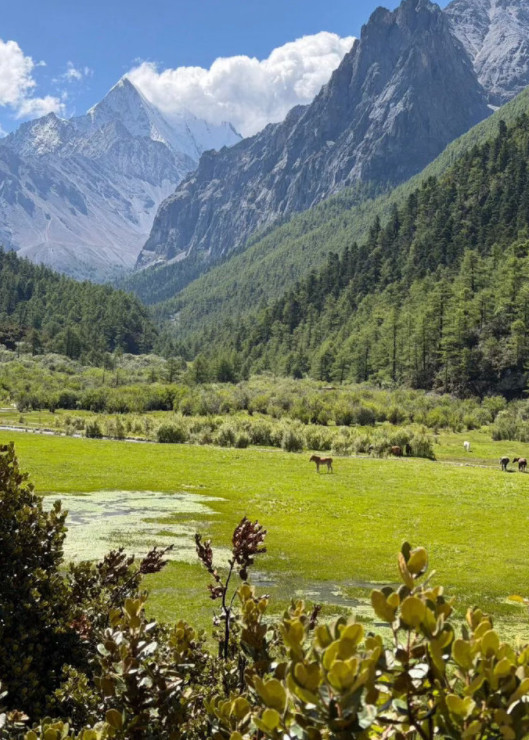#双节的甘孜秋色很嚣张#走进稻城亚丁，雪山、草甸、溪流与林海同框。山野藏着清冽的风，溪水静静蜿蜒，牛